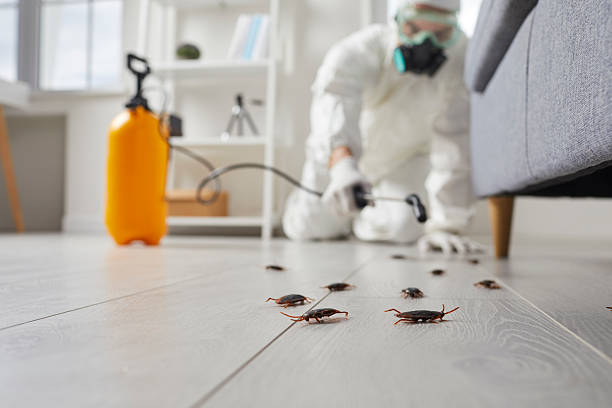 Commercial Rodent Management in Panhandle